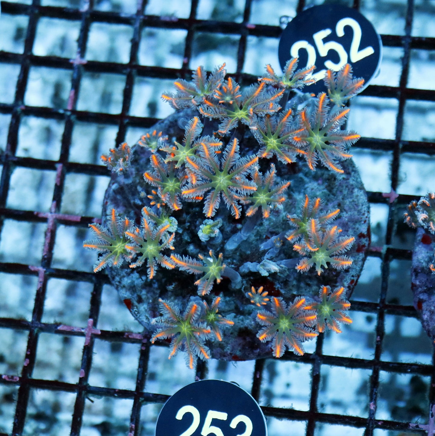 Clove polyps BK 253