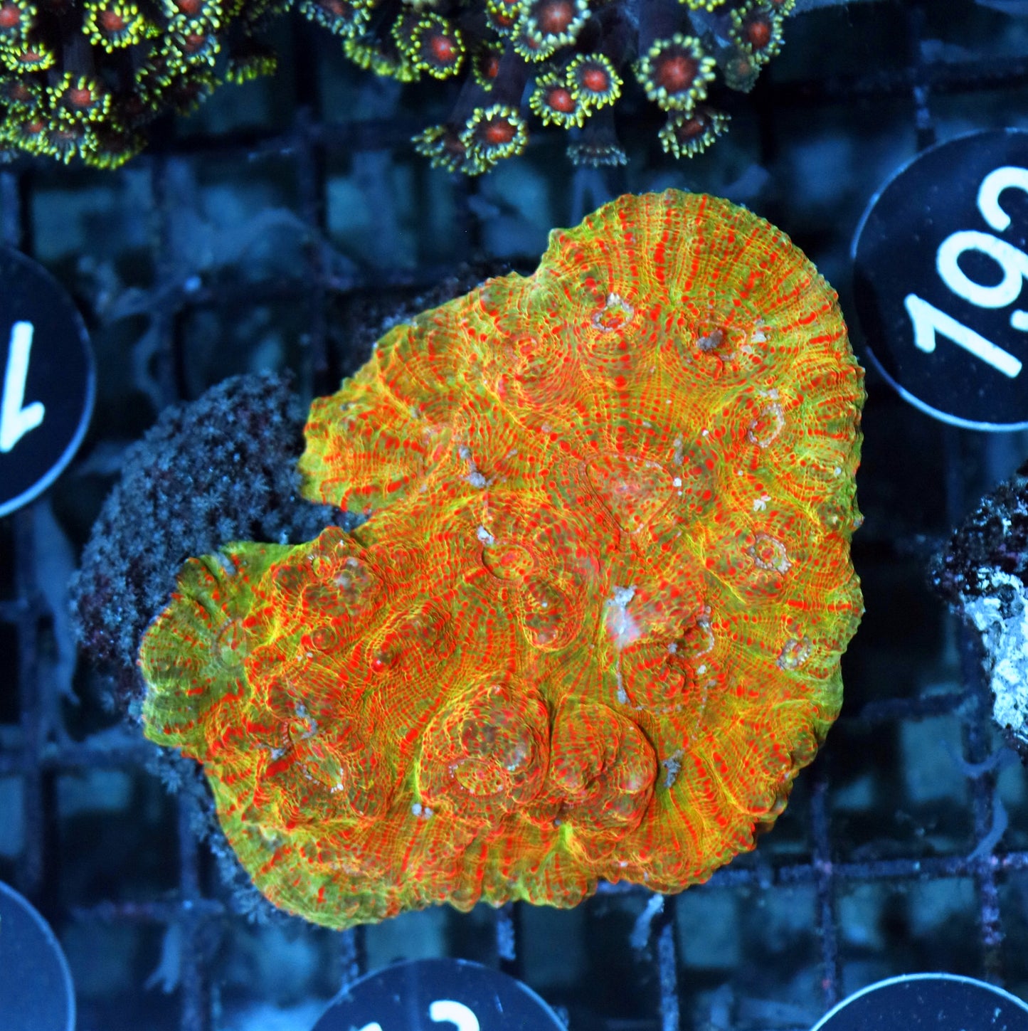 Chalice echinophyllia BK193