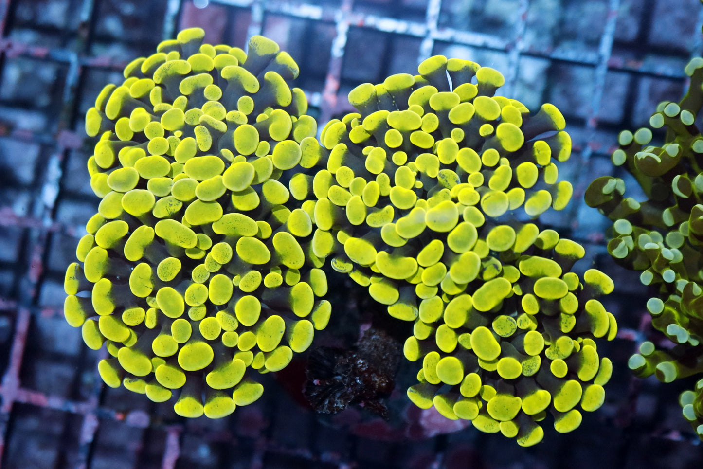 Hammer Branching Green metallic