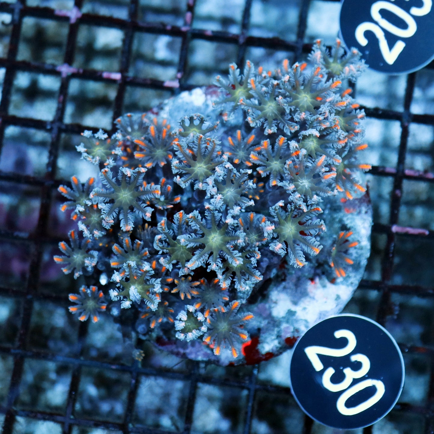 Clove polyps BK 230