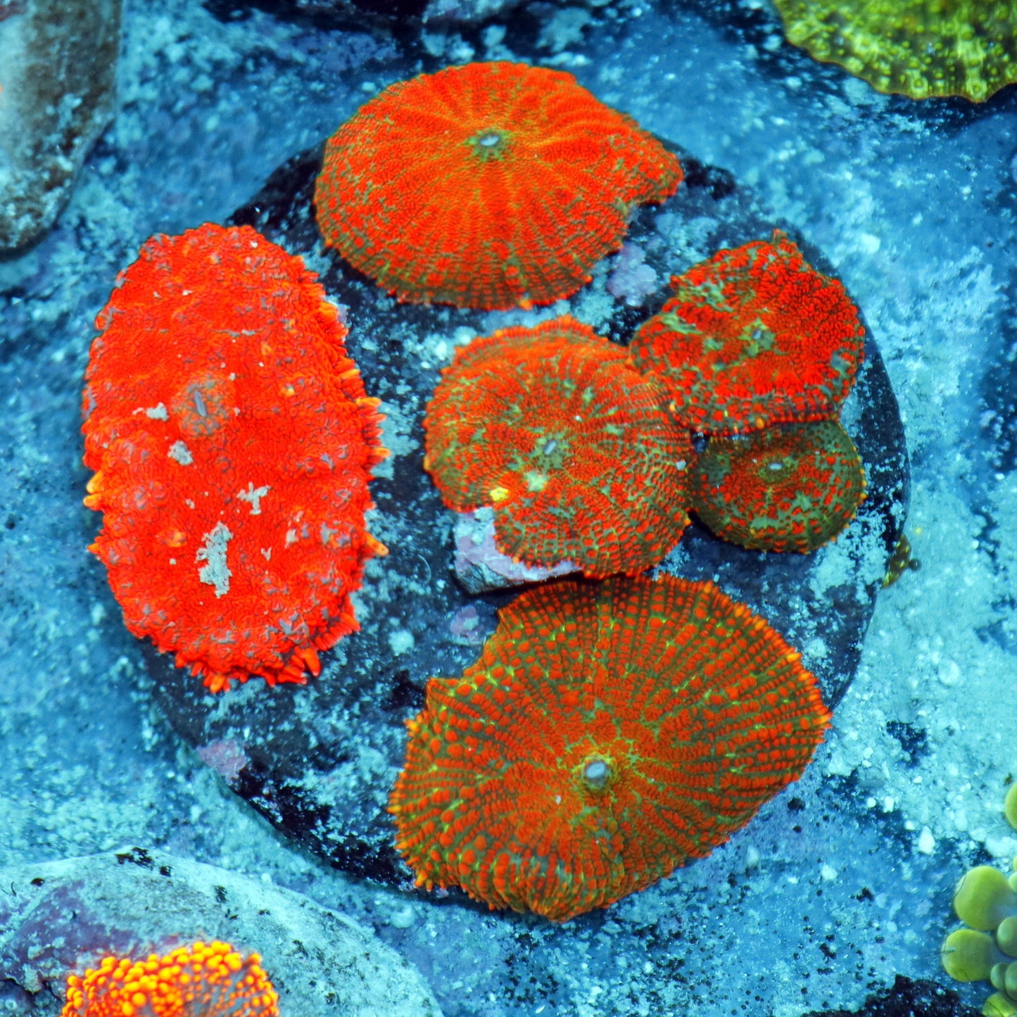 Mushrooms orange Rhodactis