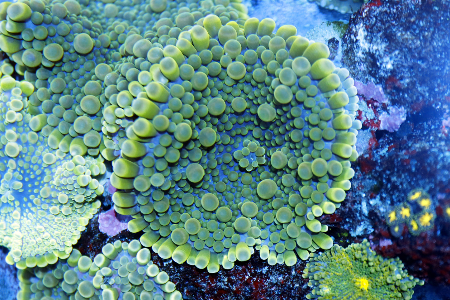 Ricordia yuma per head