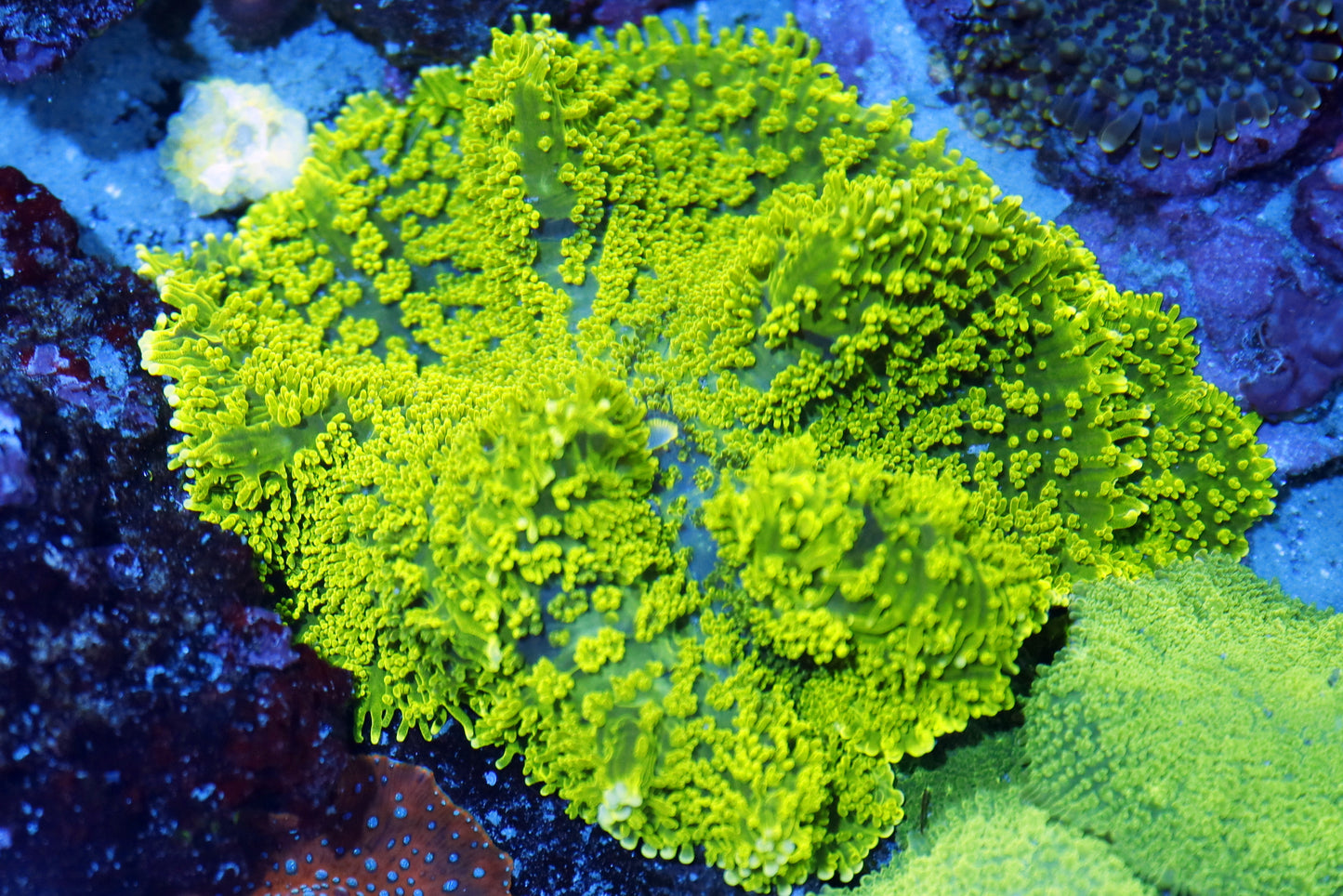 Mushroom neon green Rhodactis