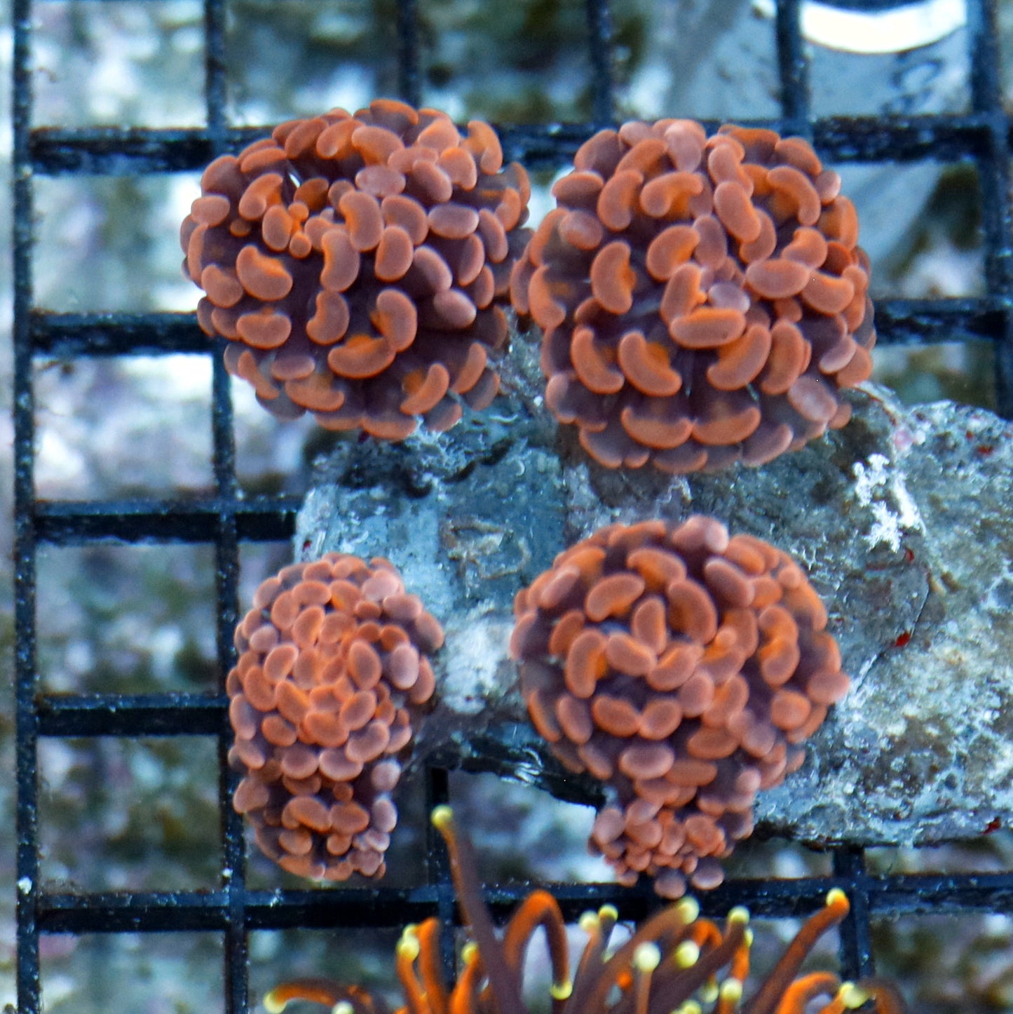 Hammer Branching Orange