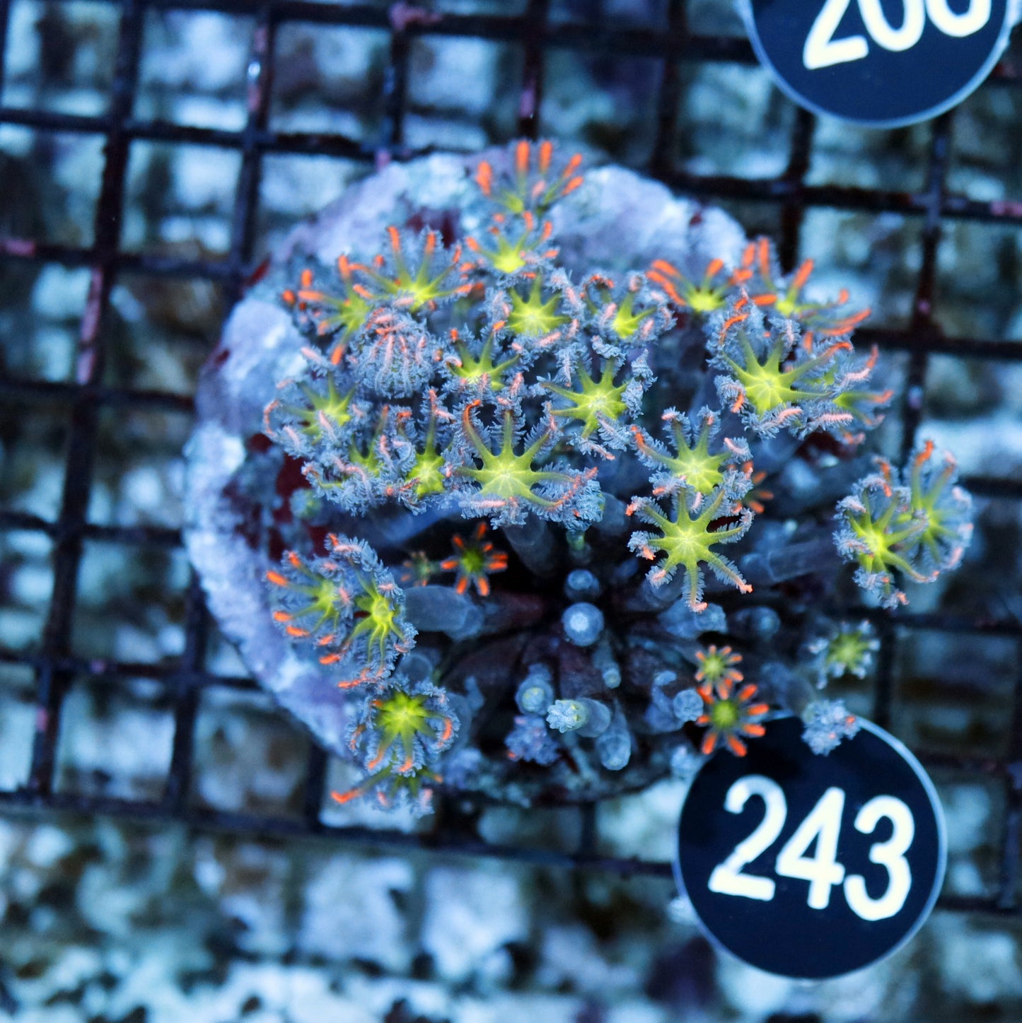 Clove polyps BK 243