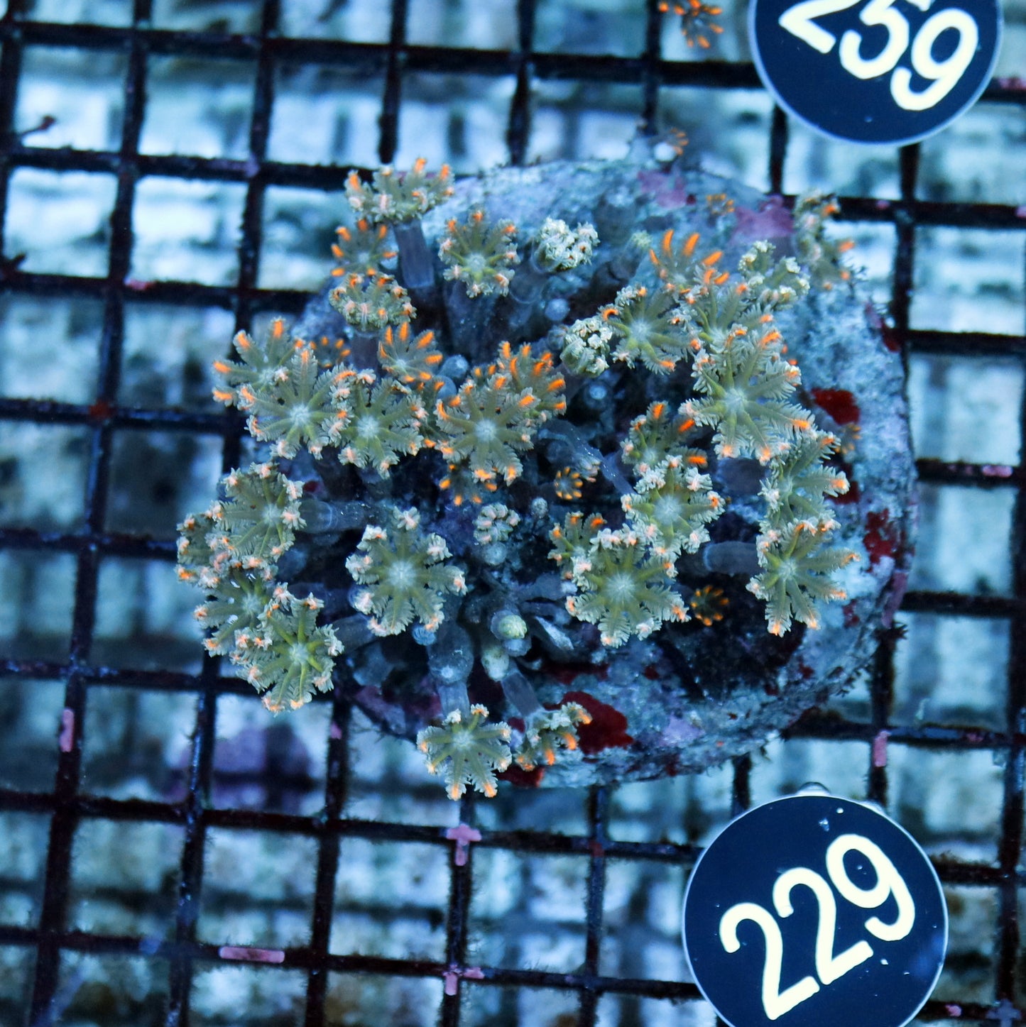 Clove polyps BK 229