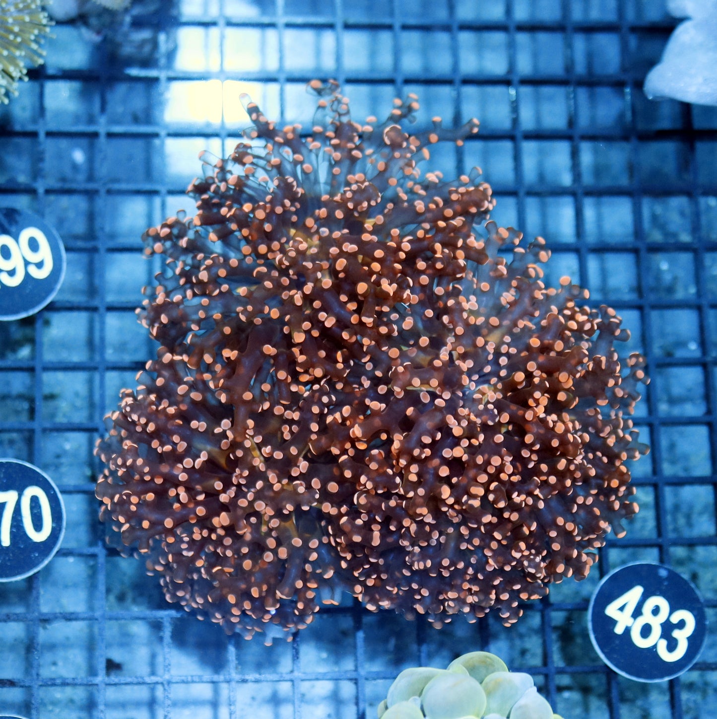 FROGSPAWN BRANCHING ORANGE BK483