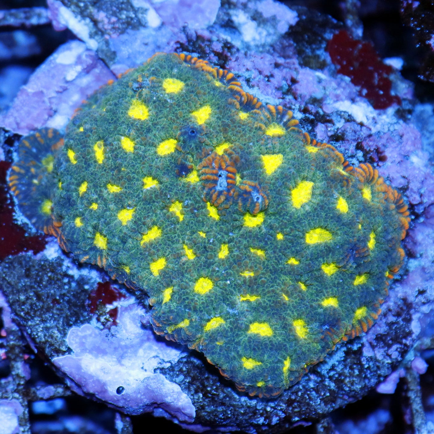 FAVIA CORAL GREEN METALLIC