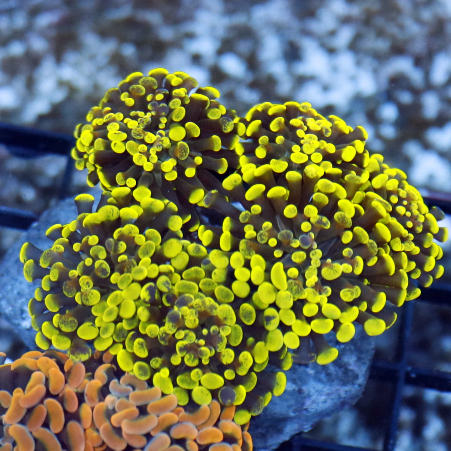 Hammer metallic green Splatter