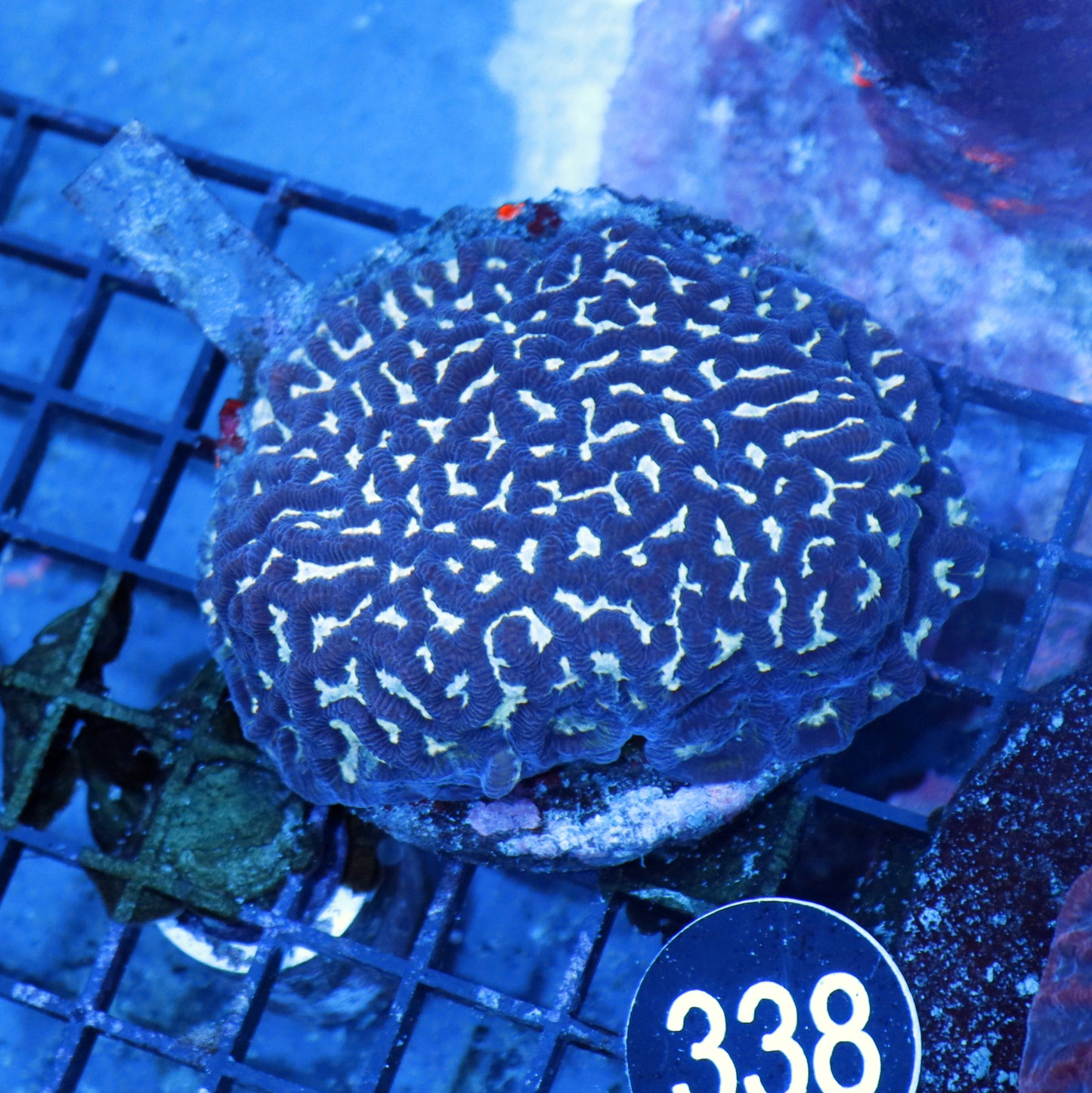 Maze Brain BK338