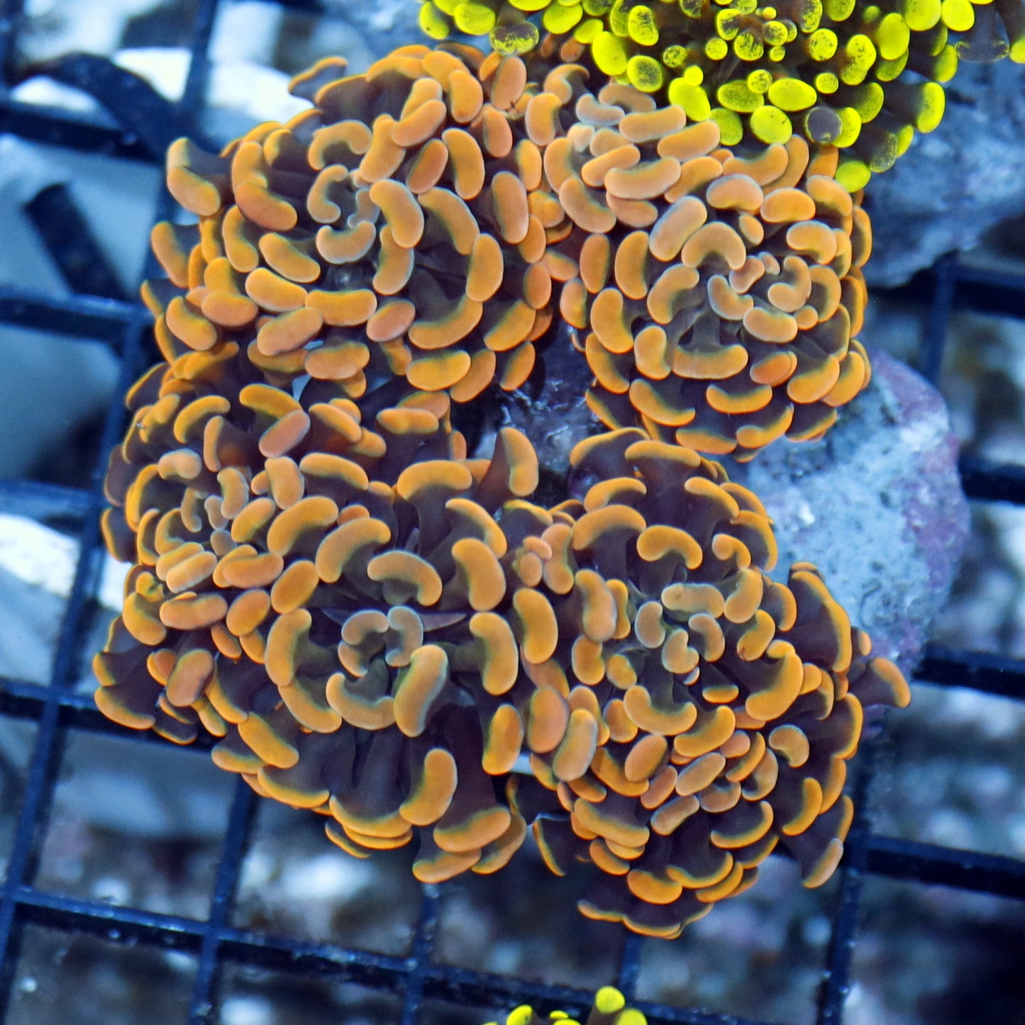 Hammer Branching Orange