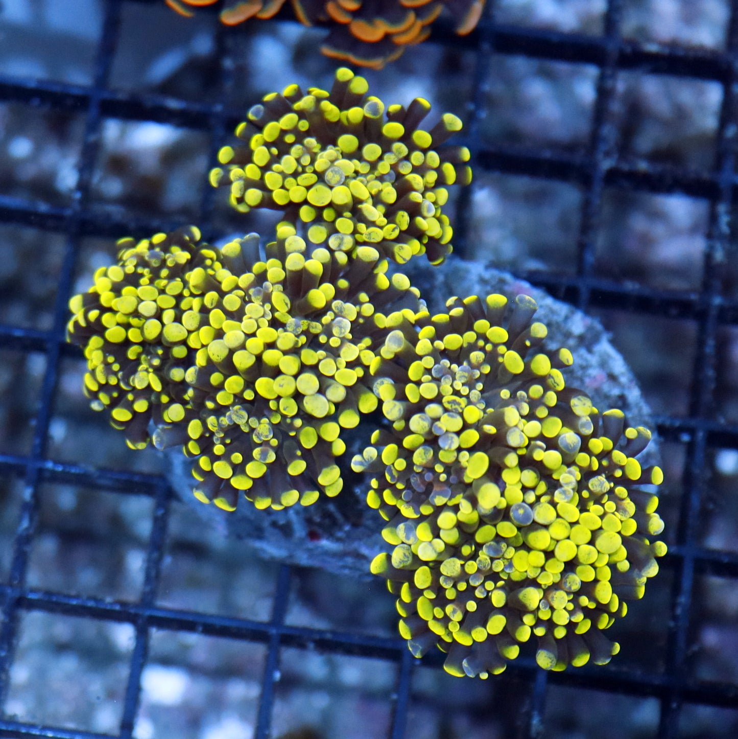 Hammer metallic green Splatter