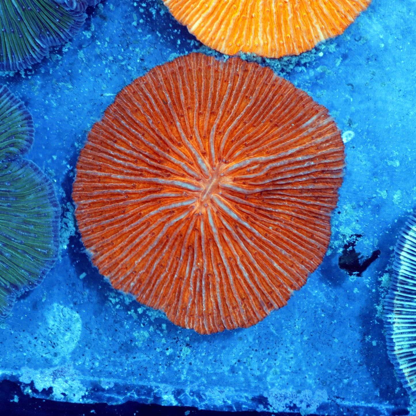 Plate metallic orange