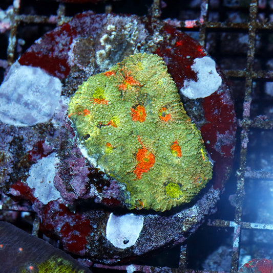 Acan Echinada