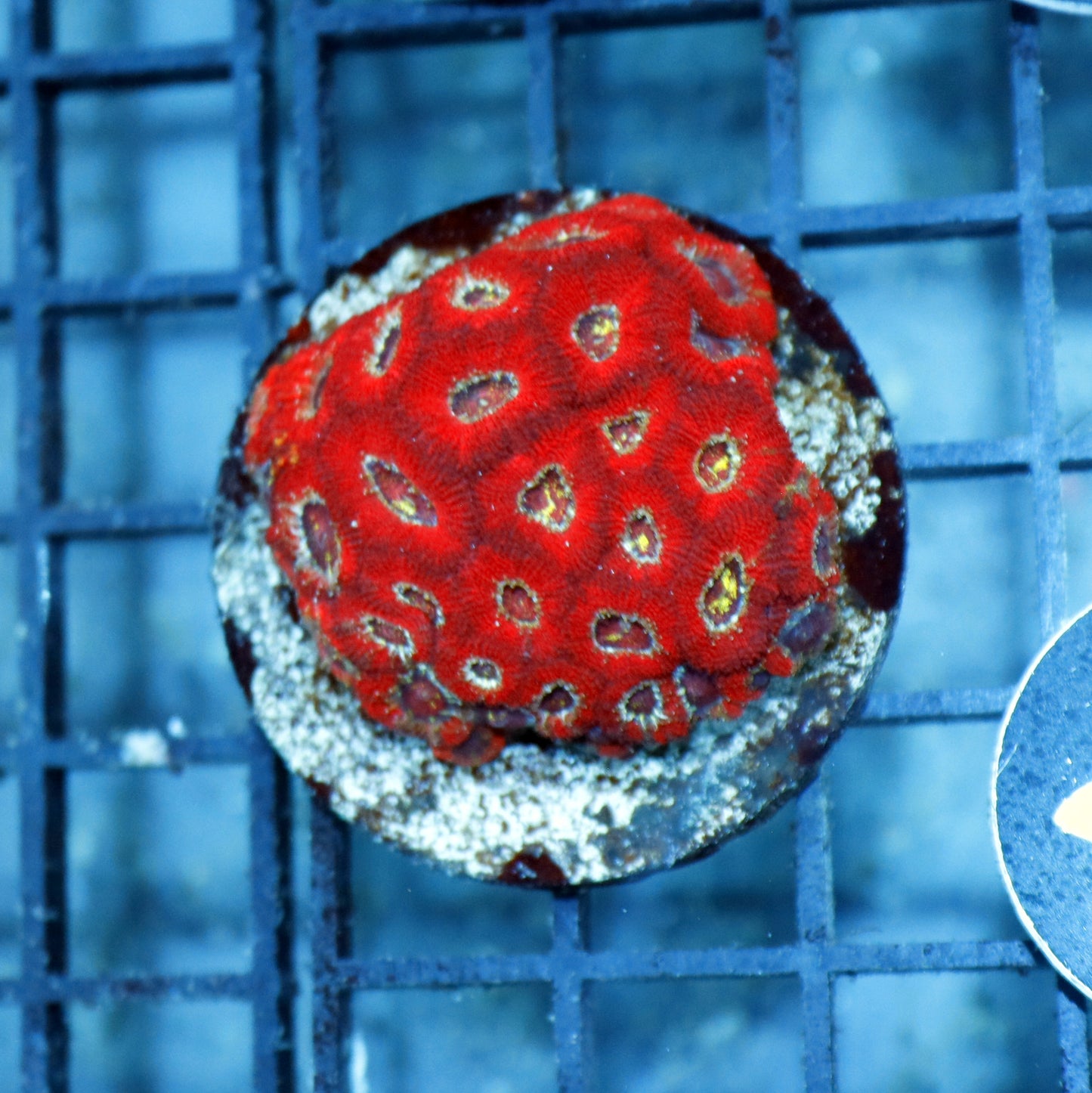 ACAN LORD INDO METALLIC RED BK27