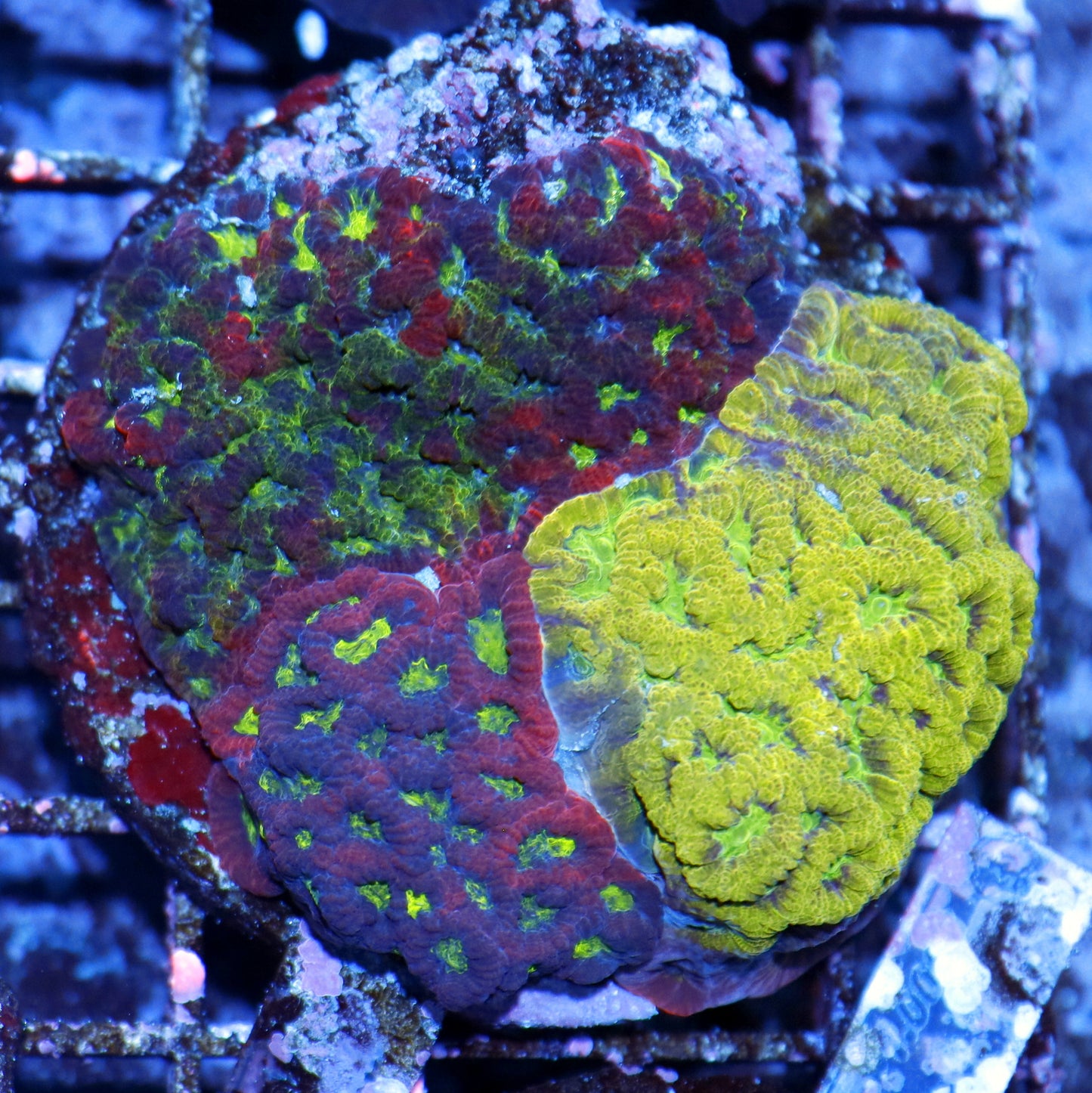 FAVIA CORAL COMBO