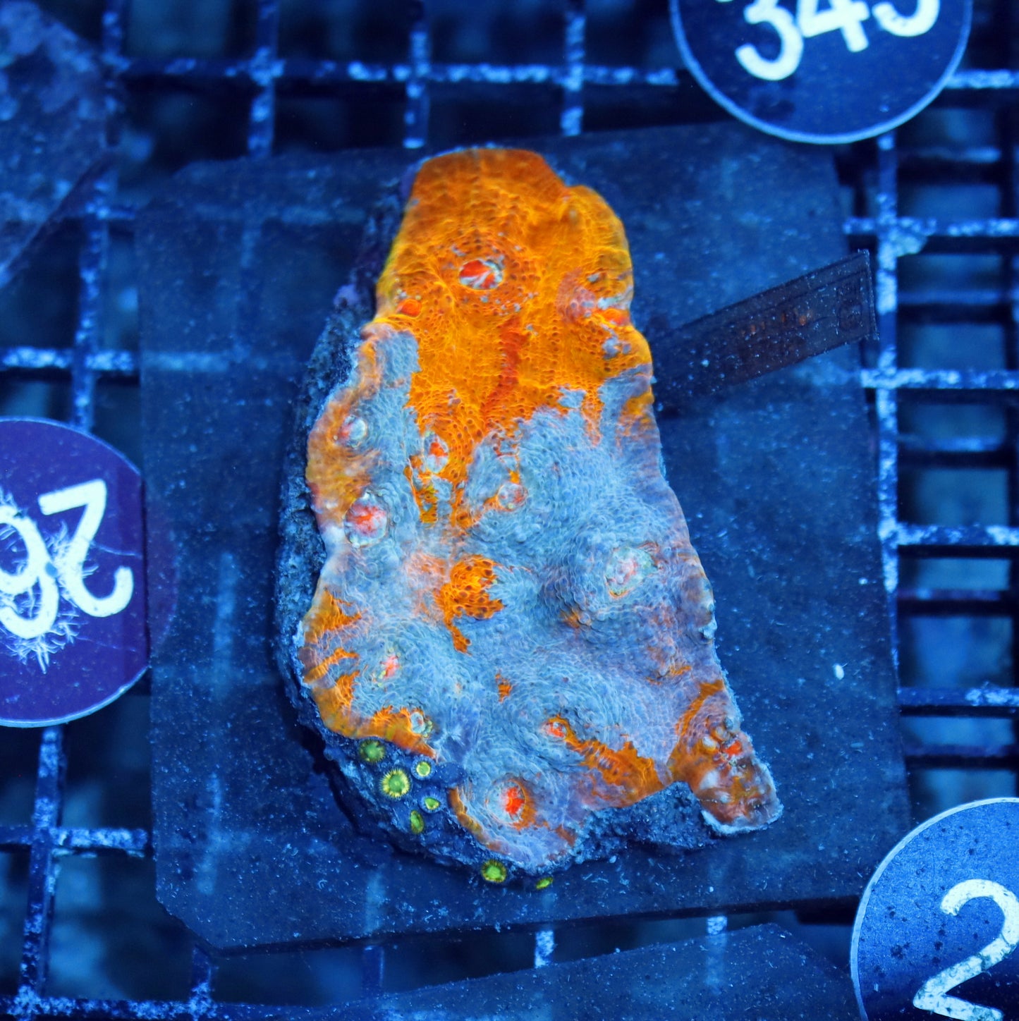 CHALICE ECHINOPHYLLIA SPECIAL COLOR BK2
