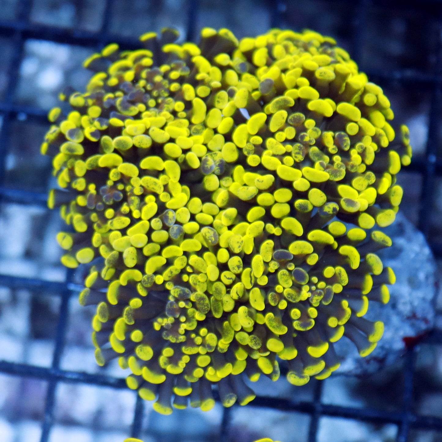 Hammer metallic green Splatter