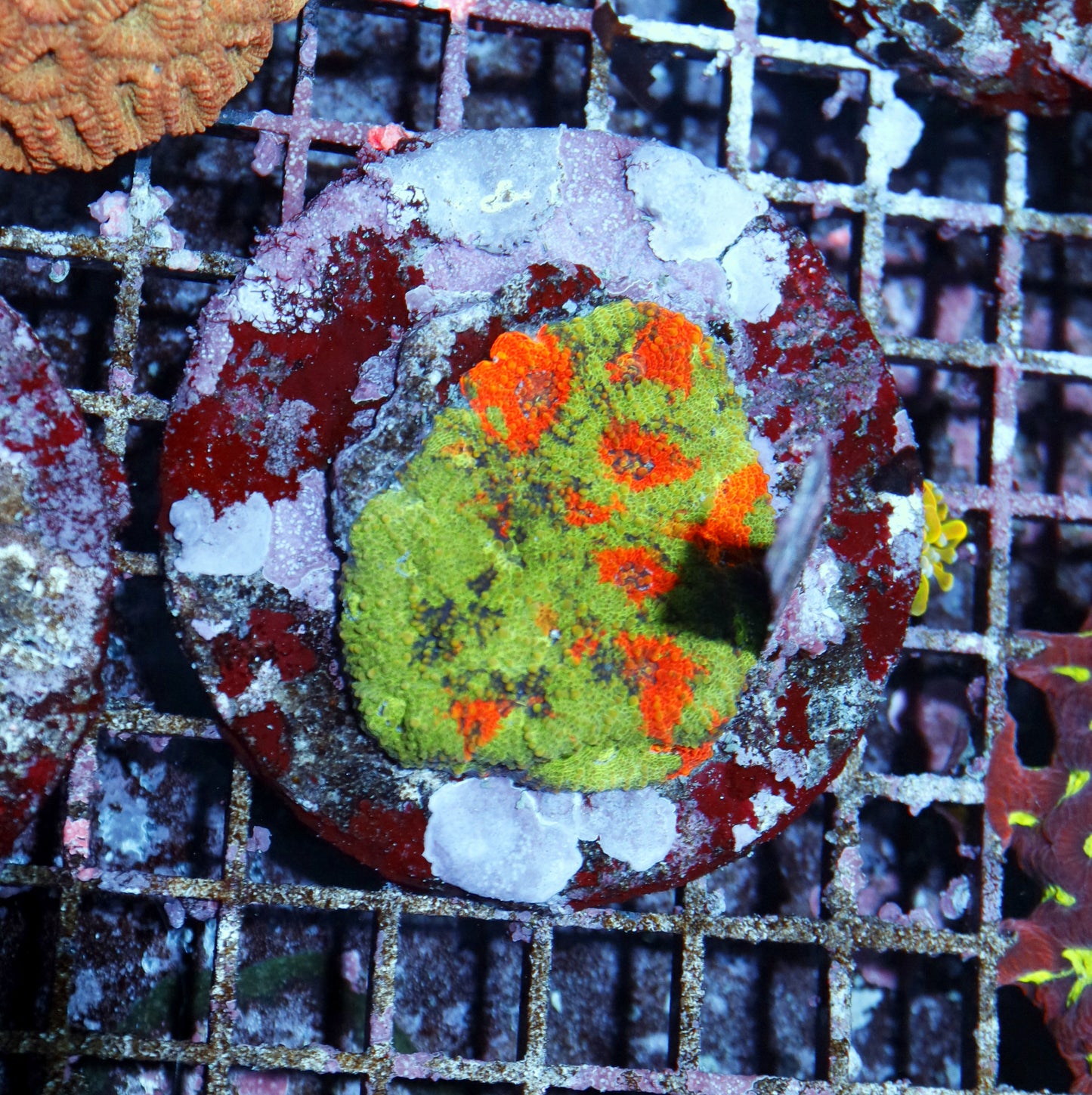 Acan Echinada