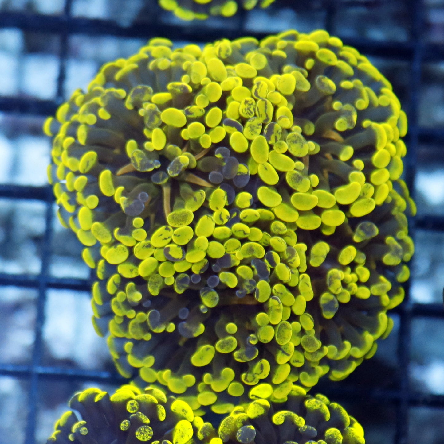 Hammer metallic green Splatter