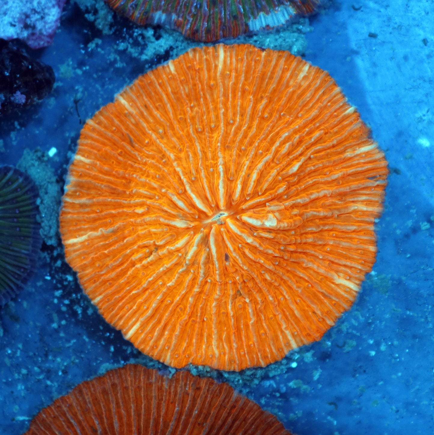 Plate metallic orange