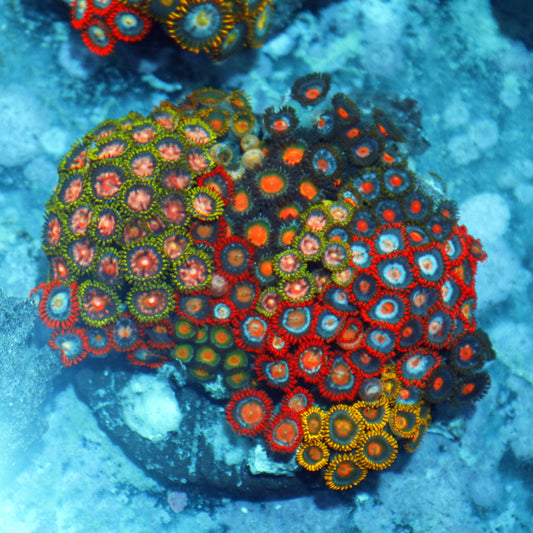 Zoanthid combo