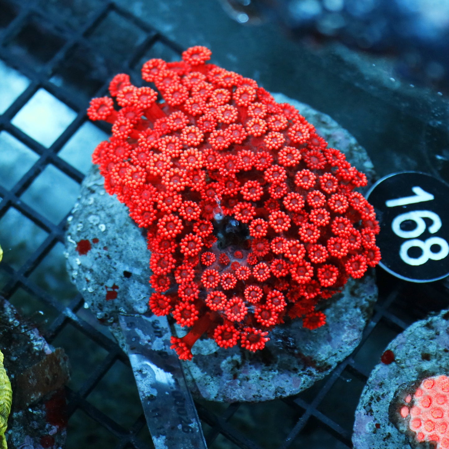 GONIOPORA FIRE RED LONG TENTACLE BK168