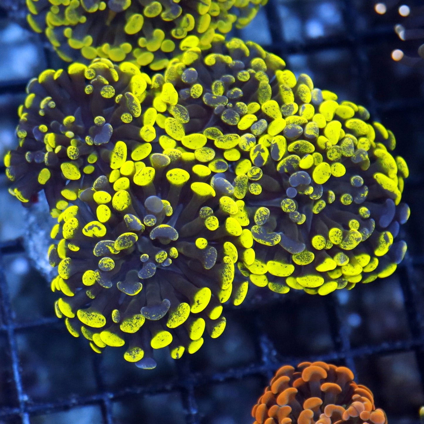 Hammer metallic green Splatter