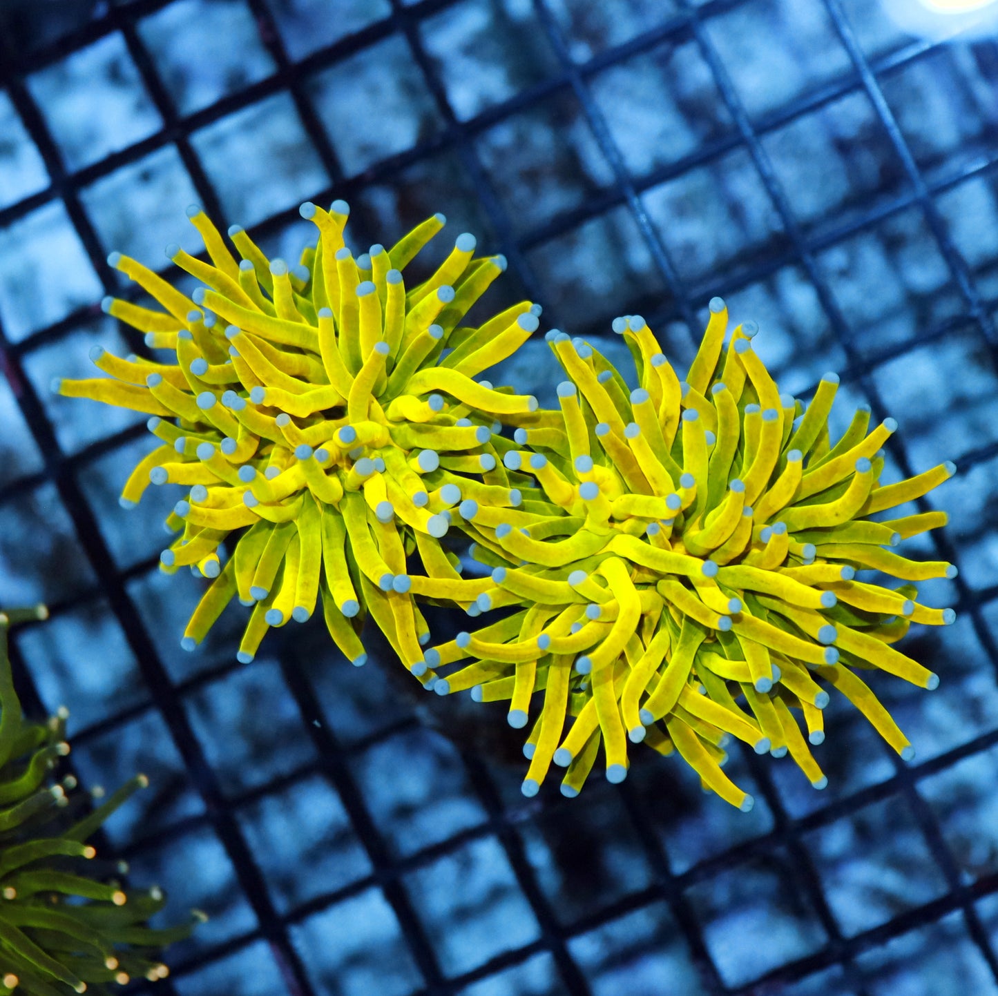 Torch Super Holy Grail 2 heads