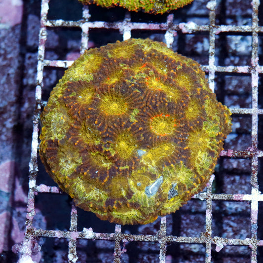 Acan Echinata