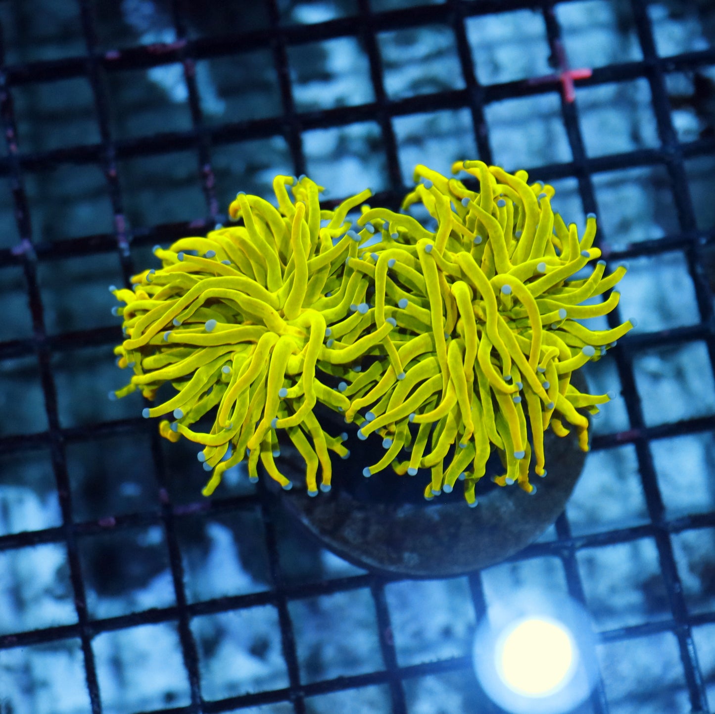 Torch Super Holy Grail 2 heads