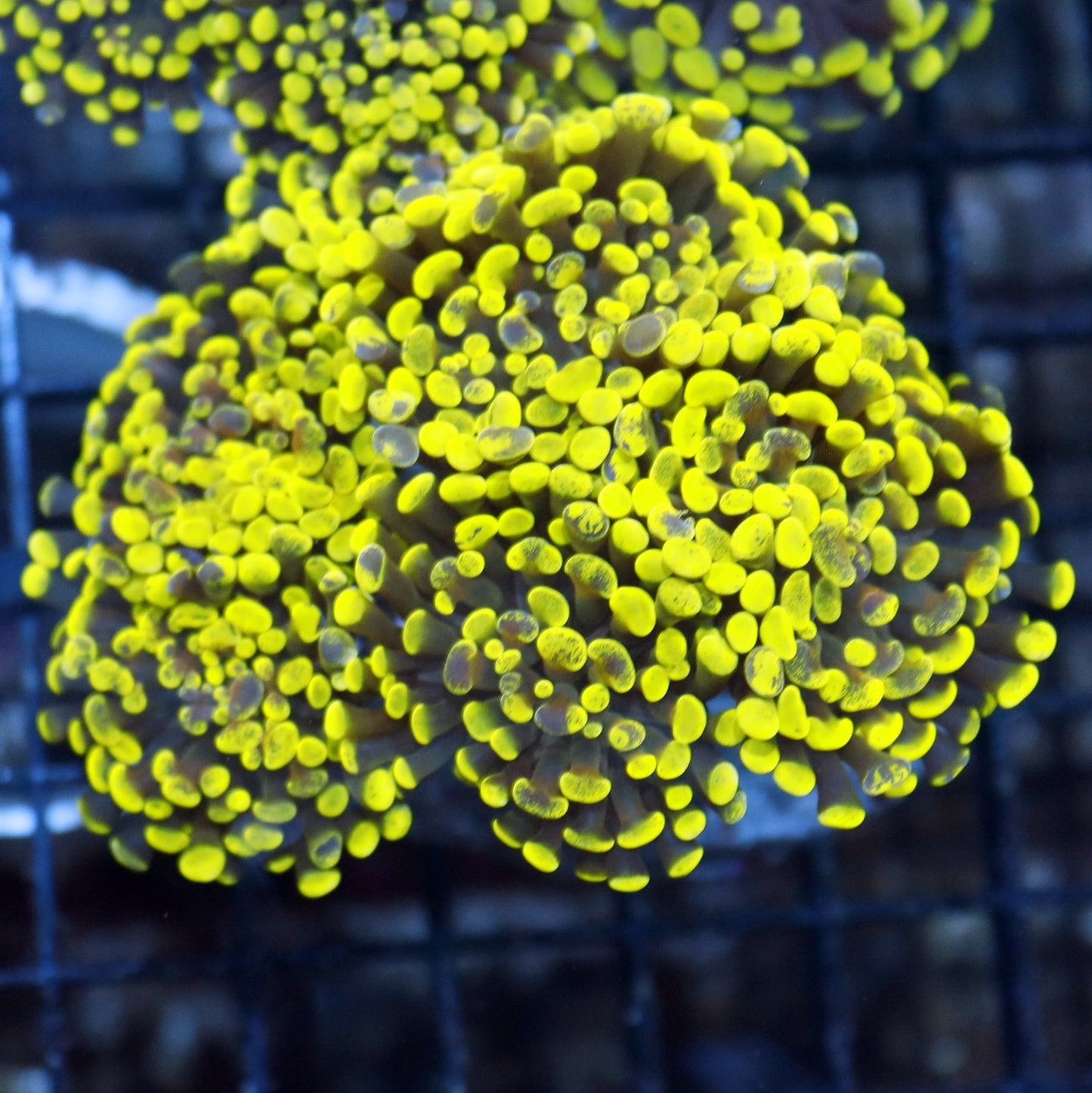 Hammer metallic green Splatter