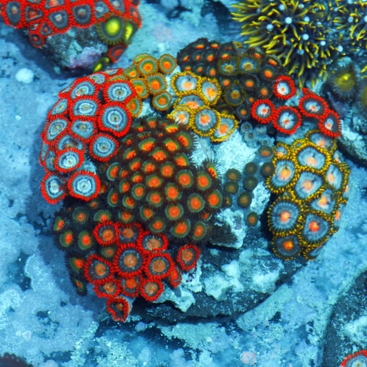 Zoanthid combo