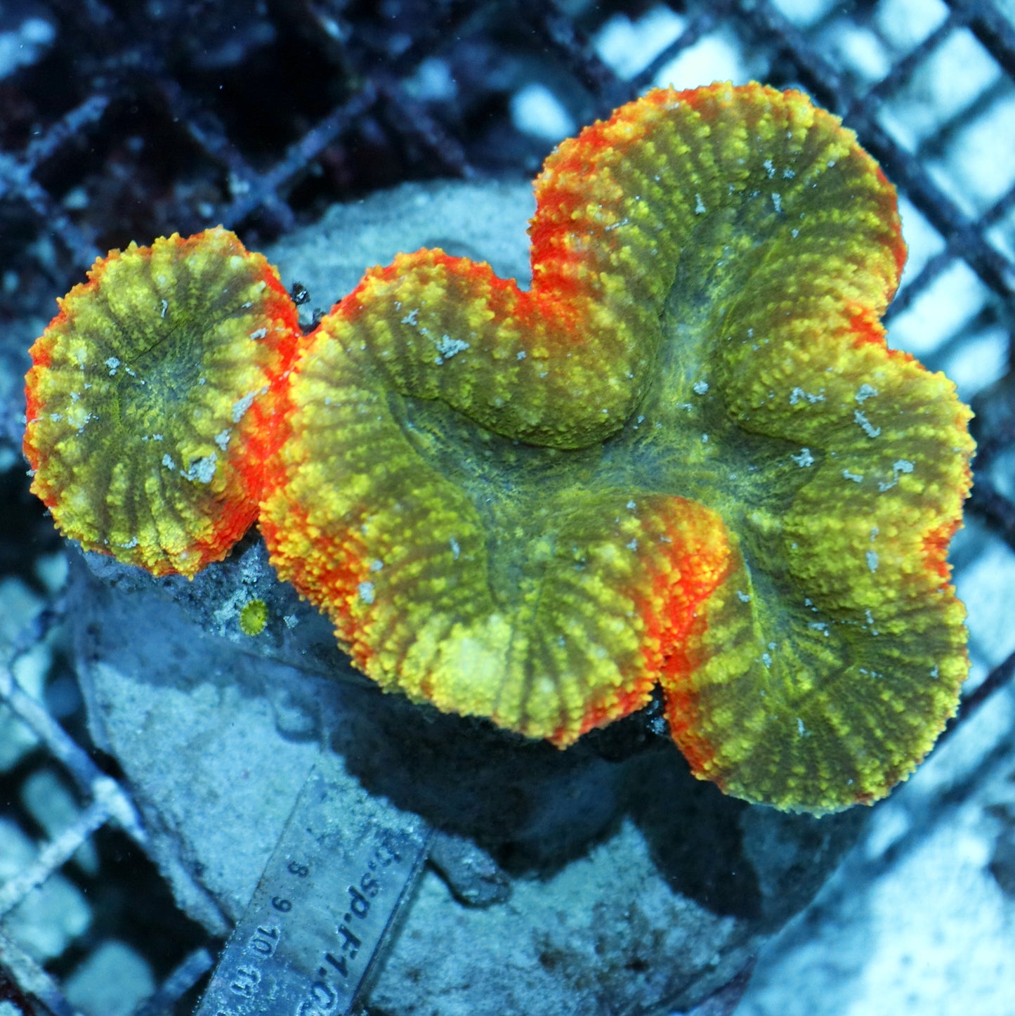 Lobophyllia