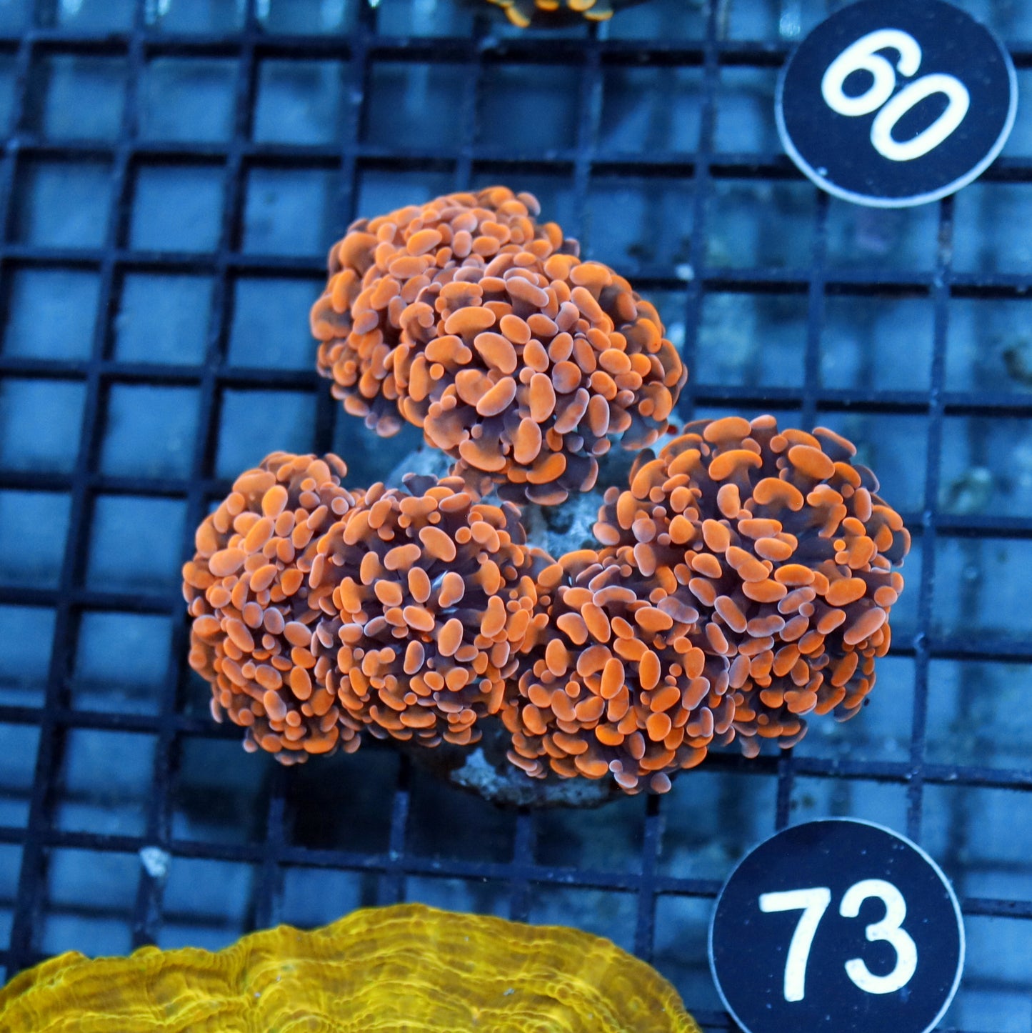 HAMMER BRANCHING METALLIC ORANGE BK73