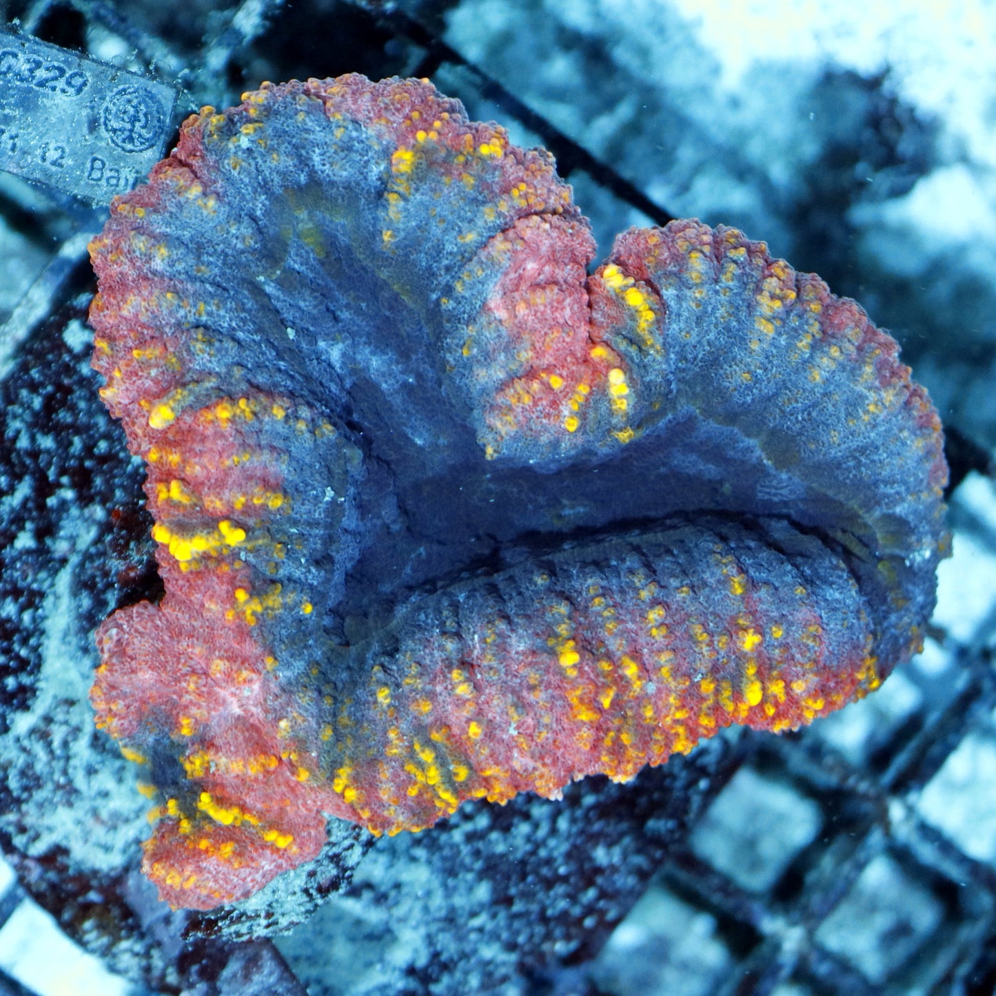 Lobophyllia