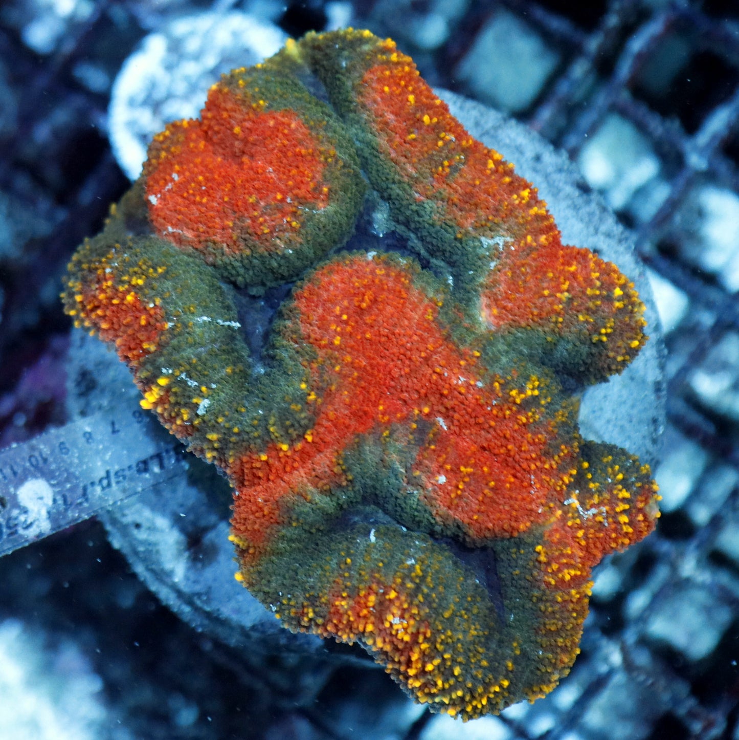 Lobophyllia