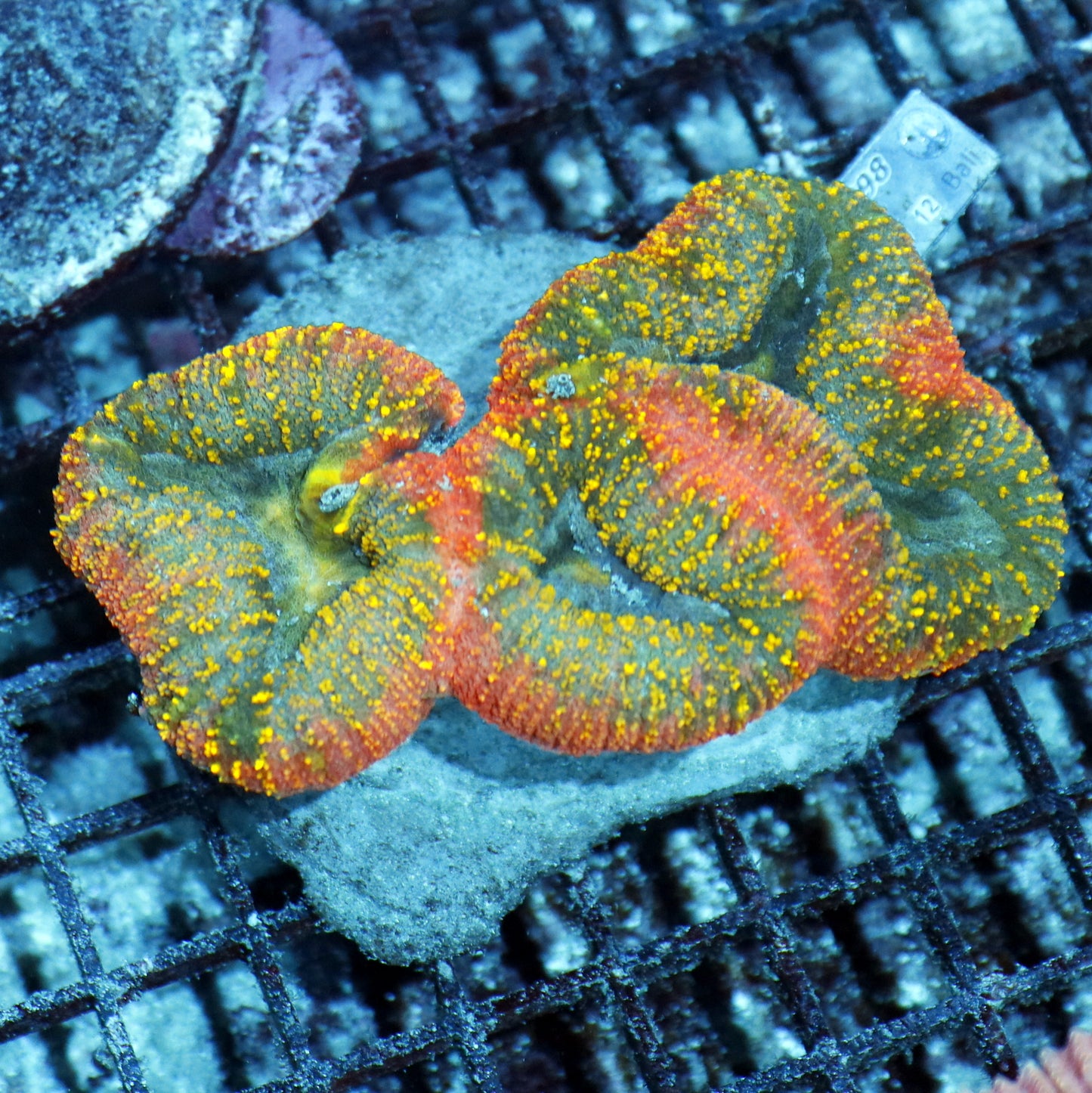 Lobophyllia