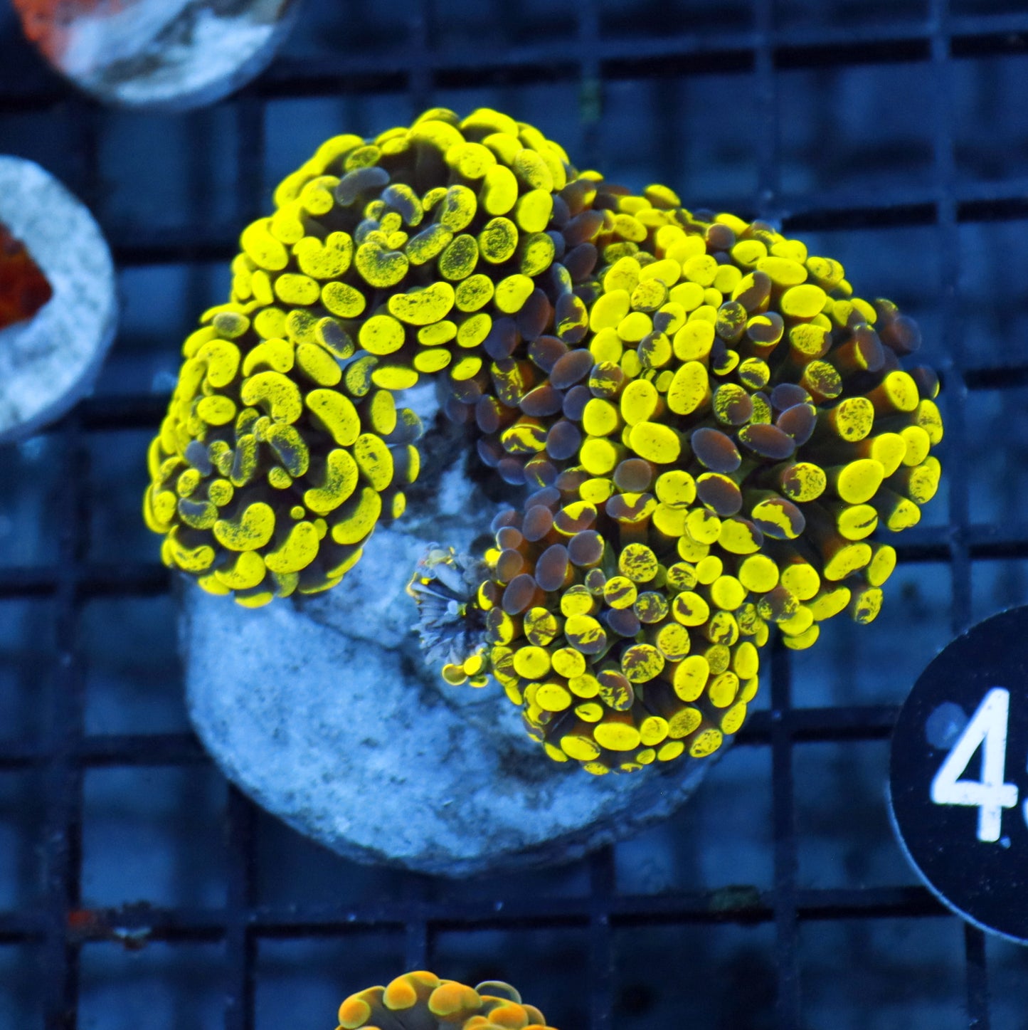 HAMMER BRANCHING METALLIC SPLATTER BK454