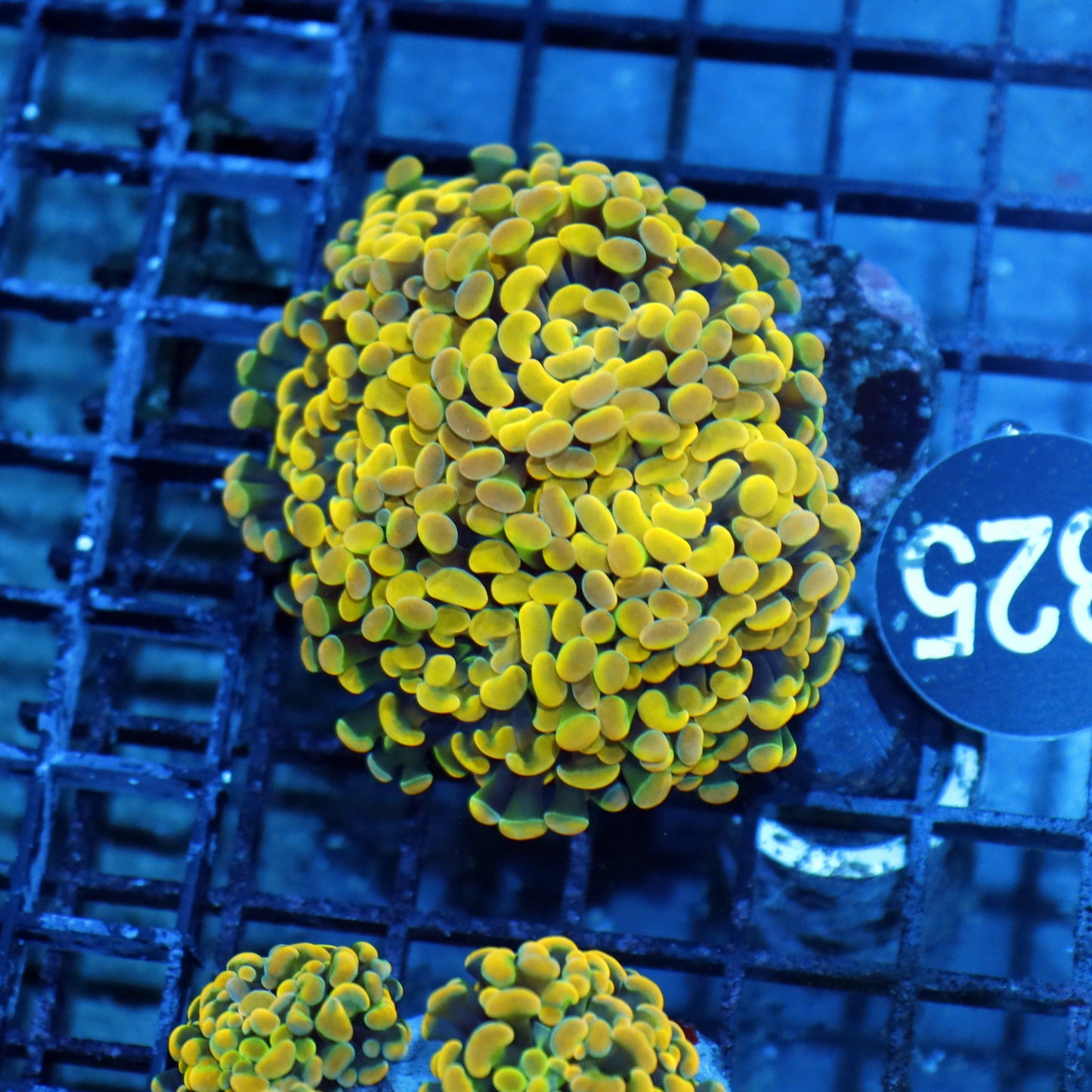 Hammer branching gold BK325