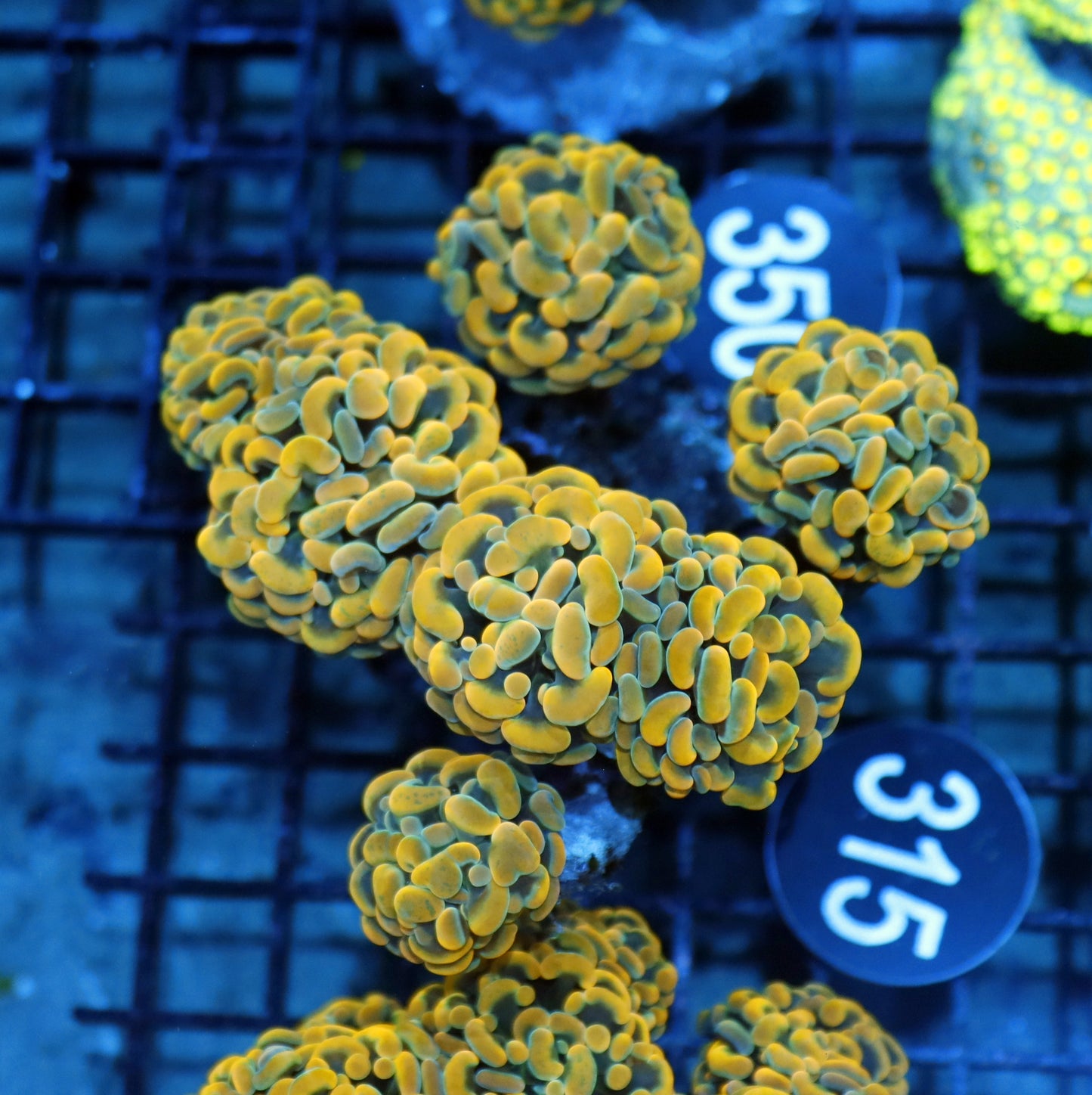 Hammer branching gold BK315