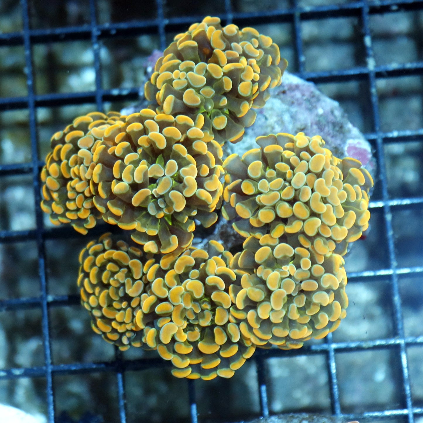 Hammer Branching Gold