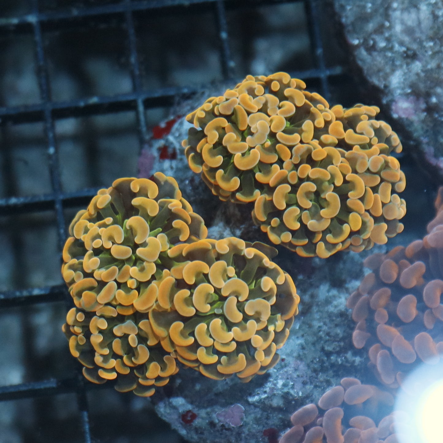 Hammer Branching Gold