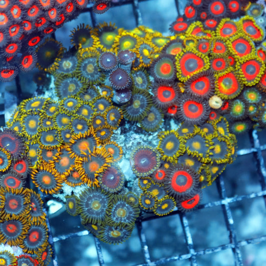 Zoanthid combo