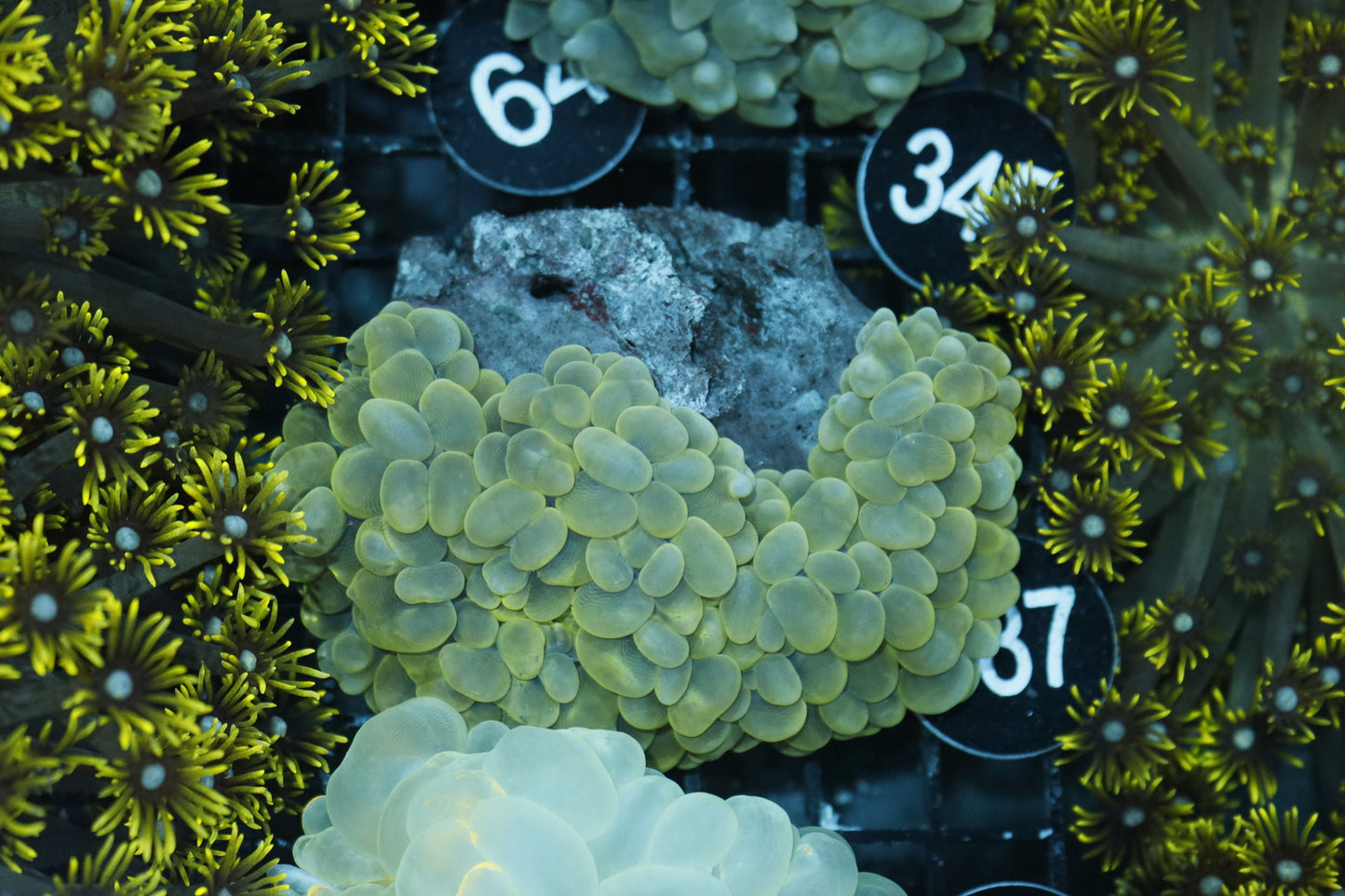 BUBBLE PEARL BK87