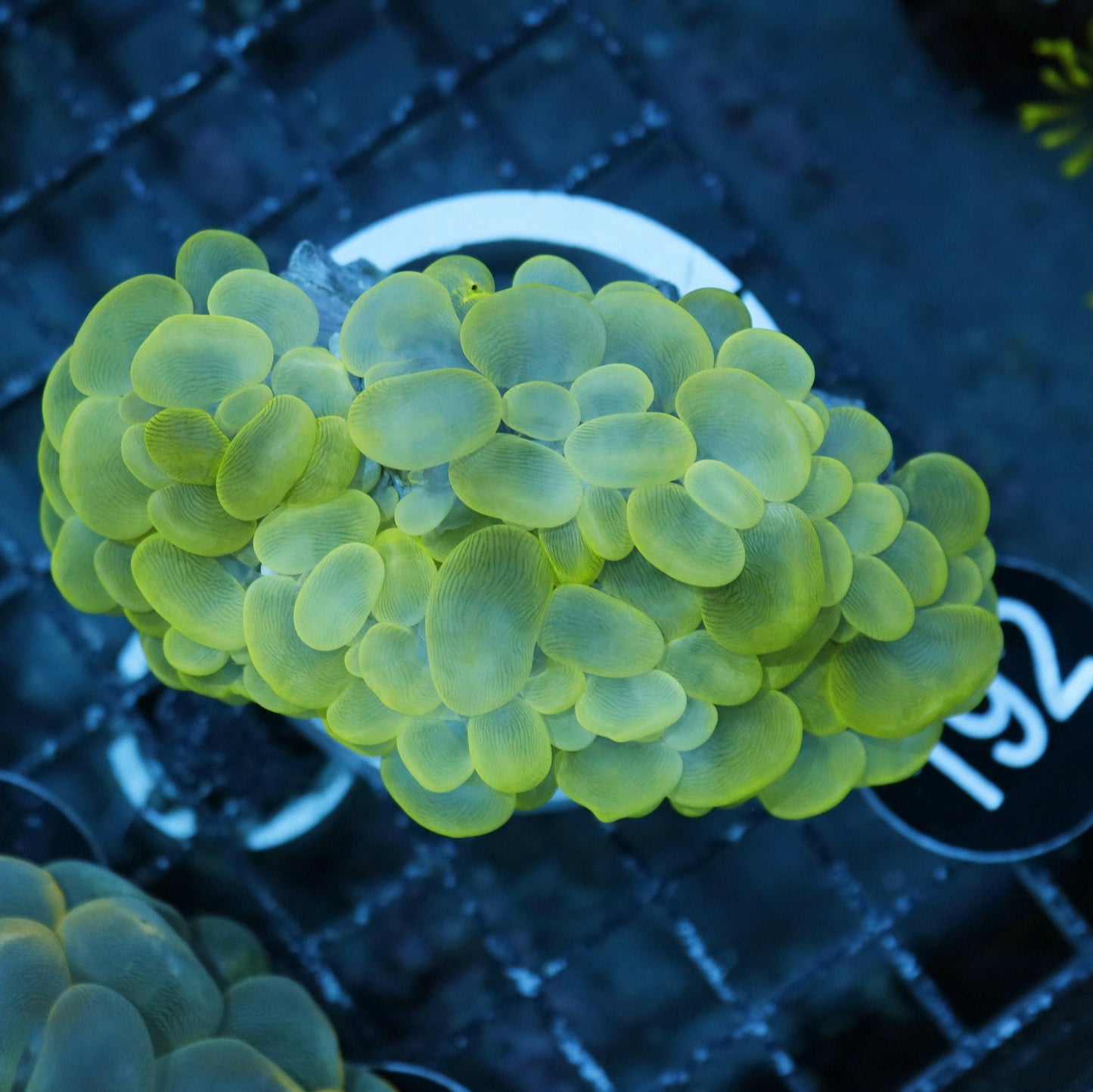 BUBBLE BK192