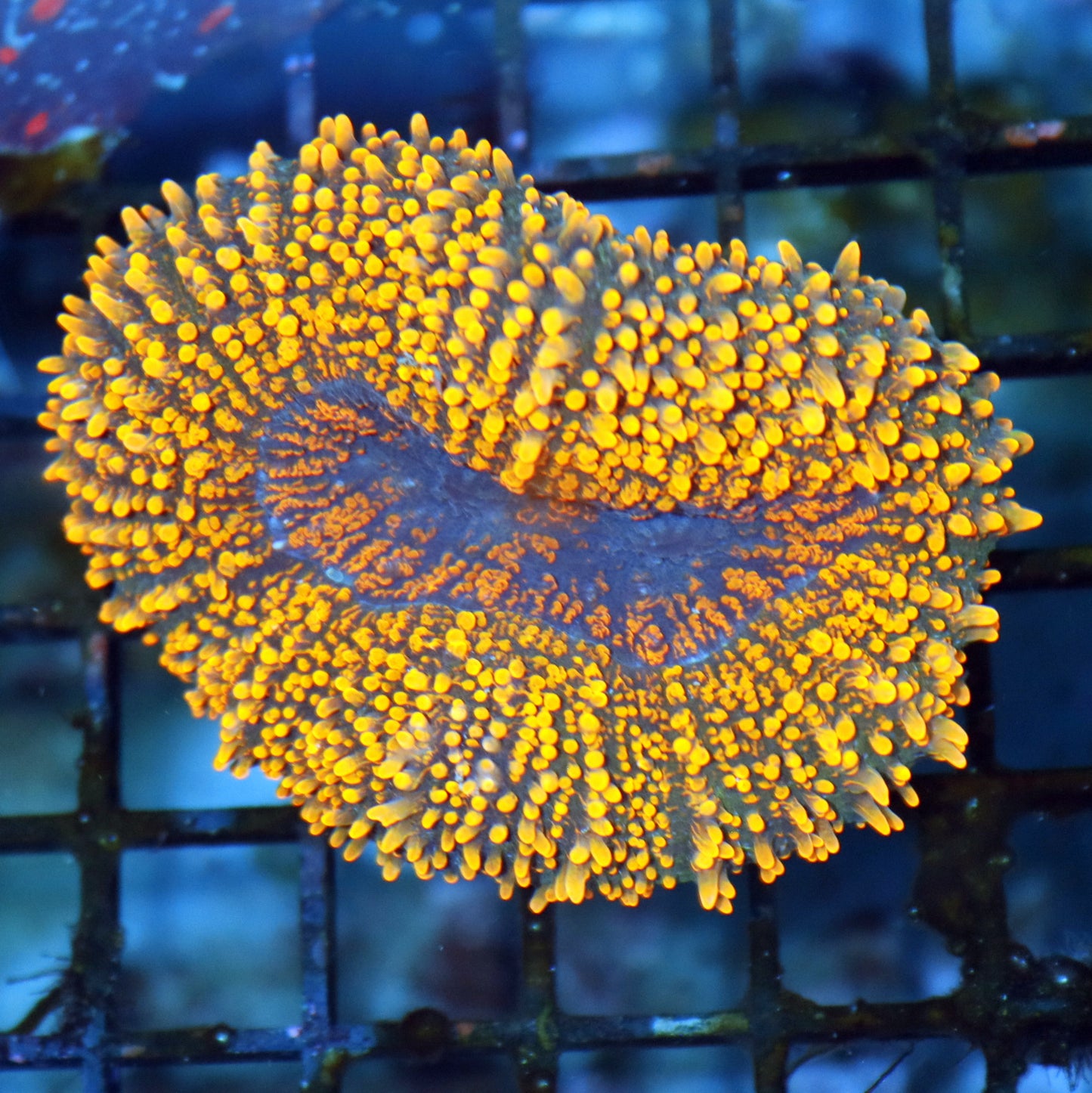 Lobophyllia Metallic gold