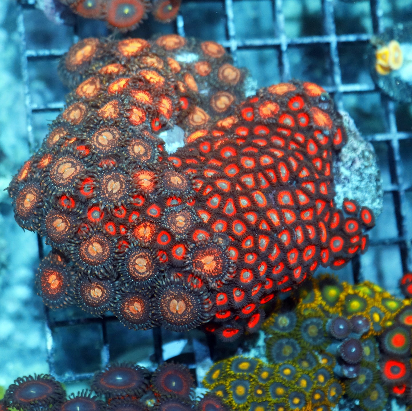 Zoanthid Paly combo