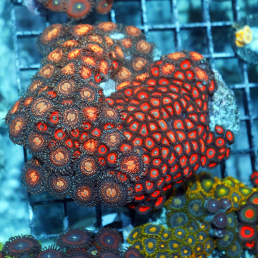 Zoanthid Paly combo