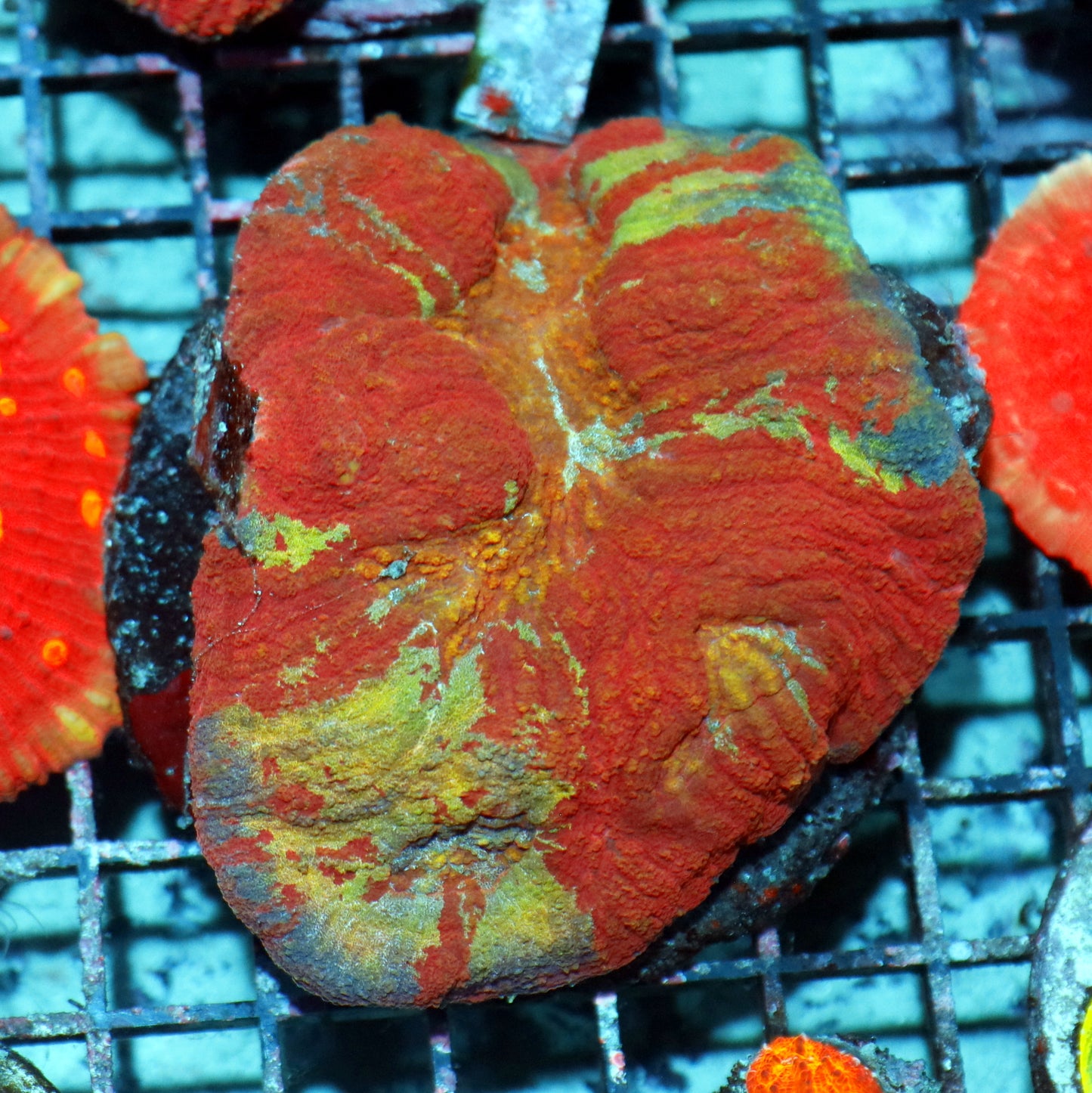 AUSTRALOMUSSA ROWLEYENSIS